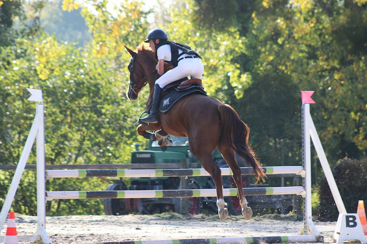 Castrone Sella Francese In vendita 2020 Sauro