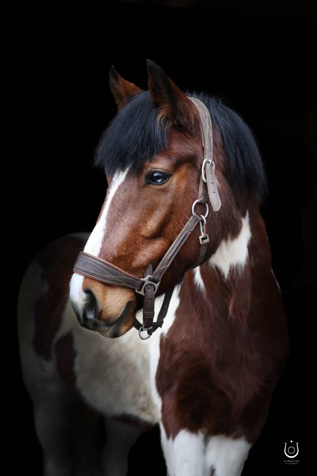 Cavalla Pottok In vendita 2020 Pezzato