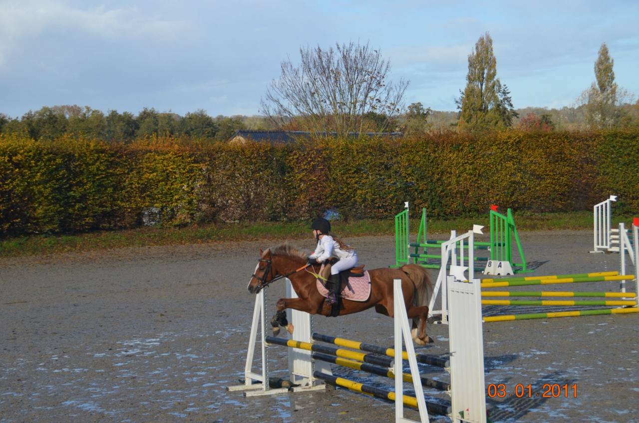 Castrone Welsh Poney (Sezione C) In vendita 2016 Sauro