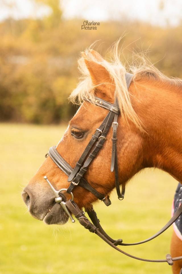 Castrone Welsh Poney (Sezione C) In vendita 2016 Sauro