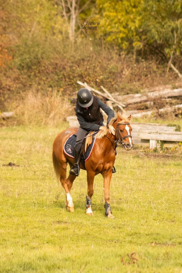 Castrone Welsh Poney (Sezione C) In vendita 2016 Sauro