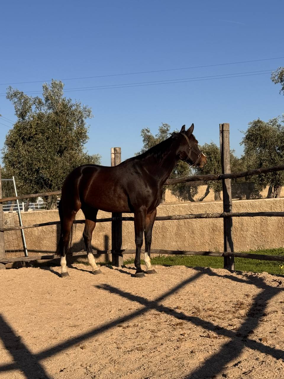 Quarter Horse Derby 2026