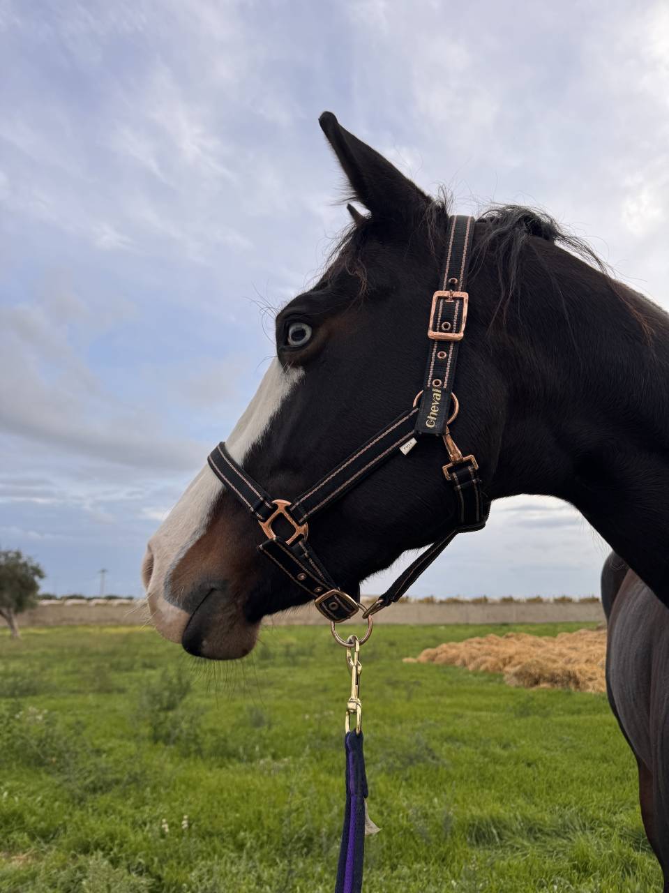 Quarter Horse Derby 2026