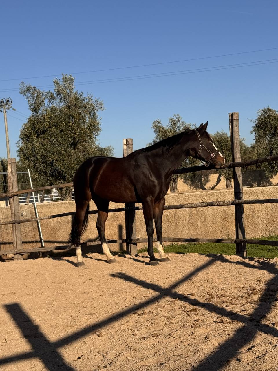 Quarter Horse Derby 2026