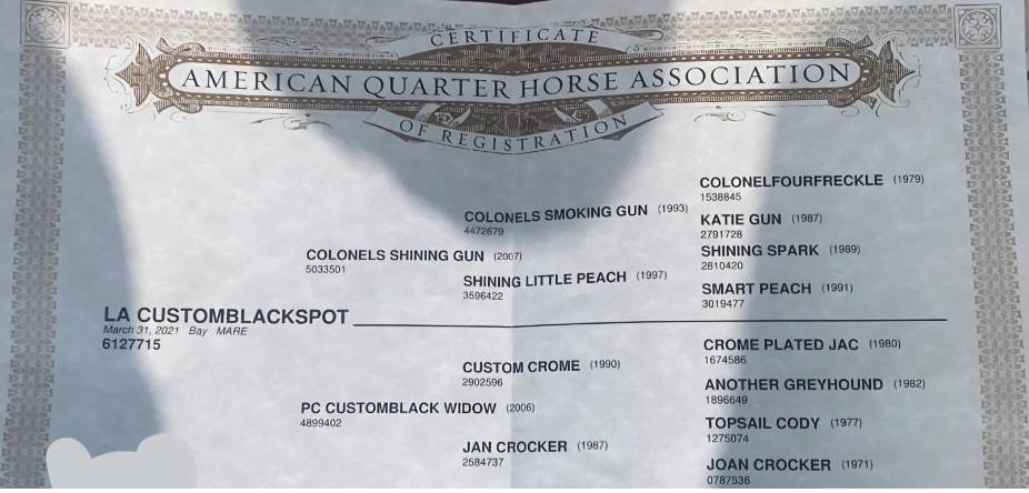 Quarter Horse Derby 2026