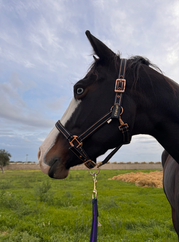 Quarter Horse Derby 2026