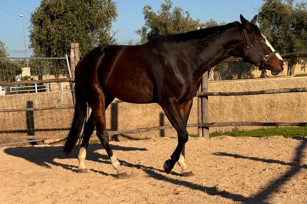 Quarter Horse Derby 2026