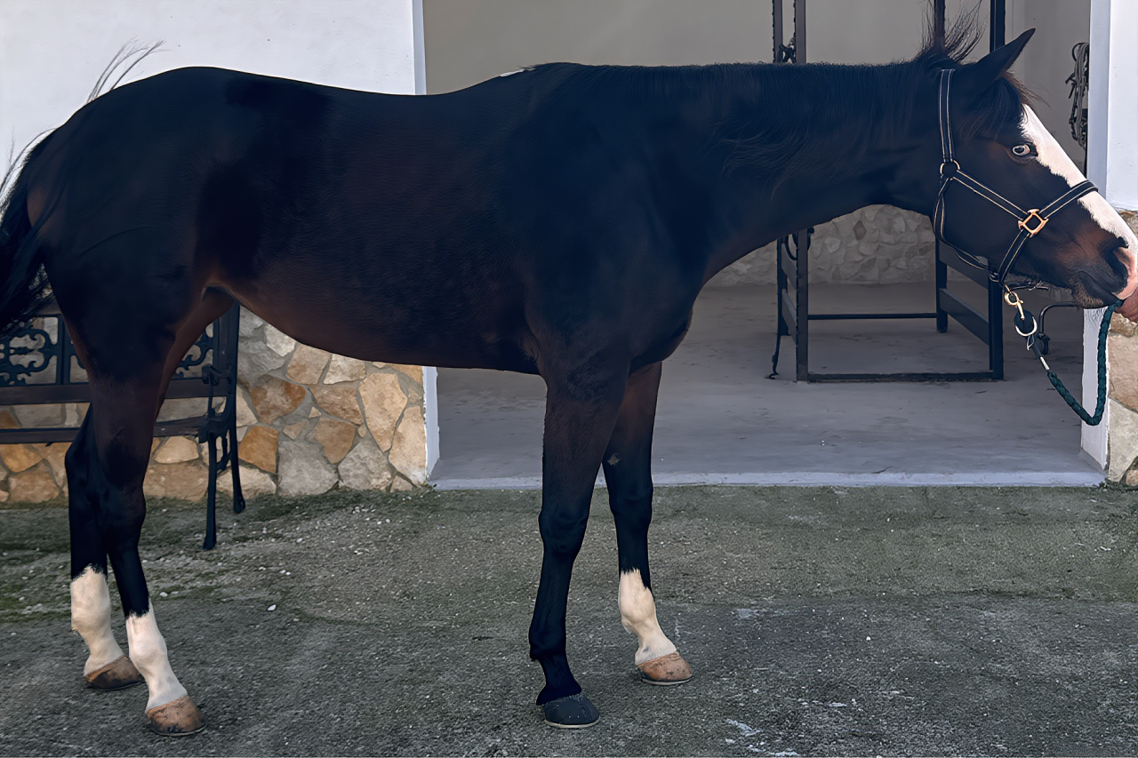 Quarter Horse Derby 2026