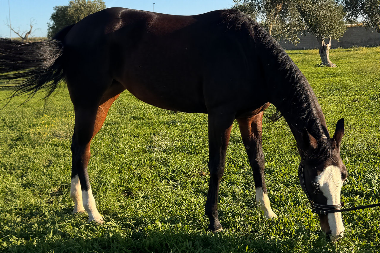 Quarter Horse Derby 2026