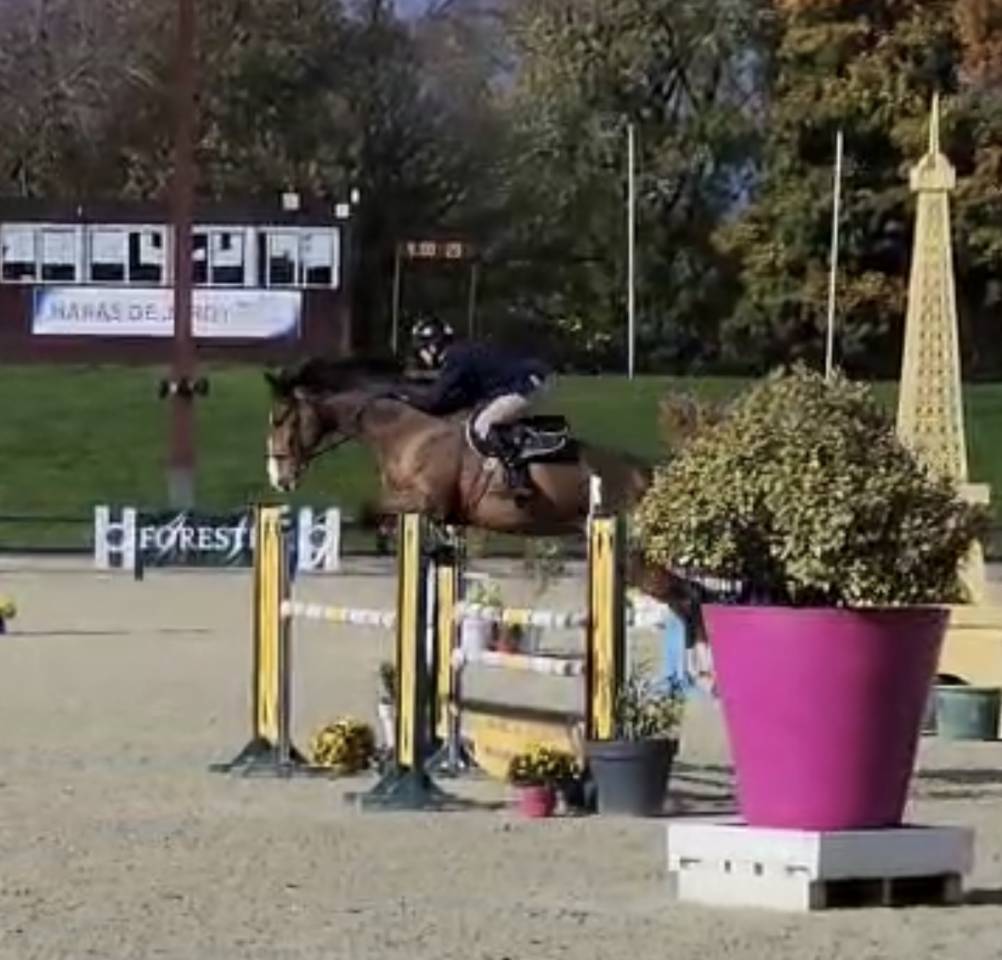 Castrone Sella Francese In vendita 2018 Baio ,  Jo de la Barde