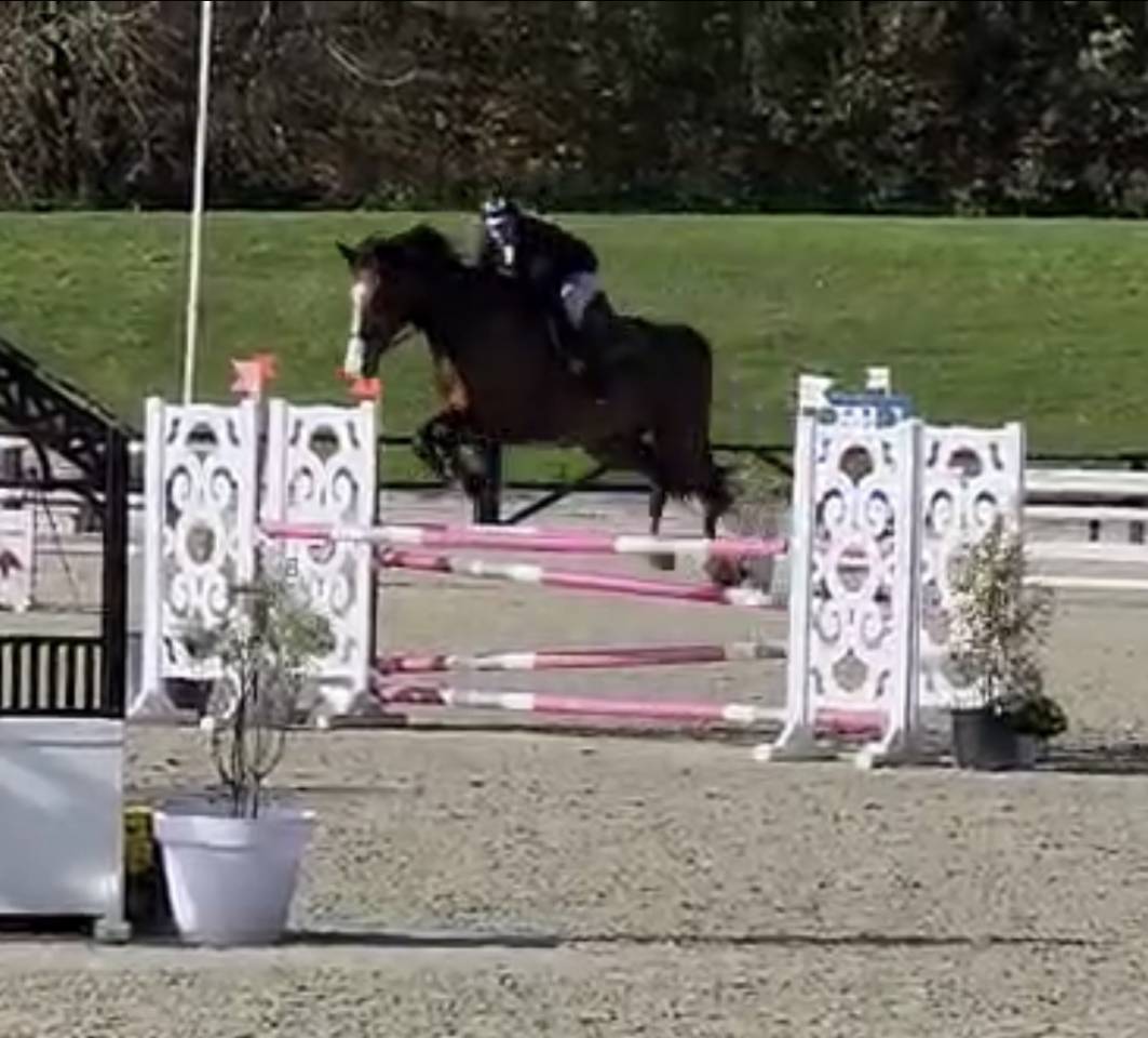 Castrone Sella Francese In vendita 2018 Baio ,  Jo de la Barde