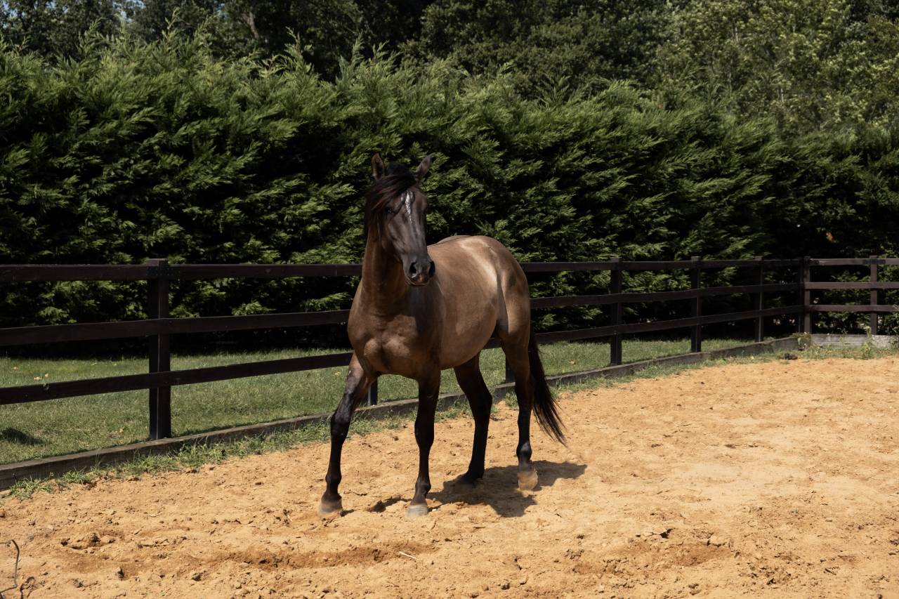 Lyowen Kal Kansas - Azteca 2021 ,  KANSAS LEO BRENNS