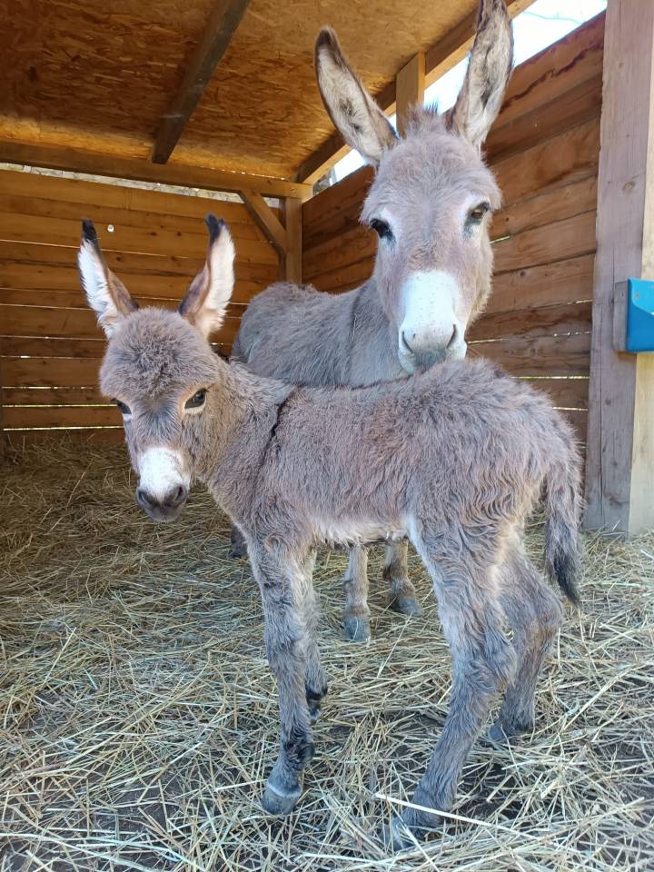 Asno Miniature In vendita 2025 Grigio