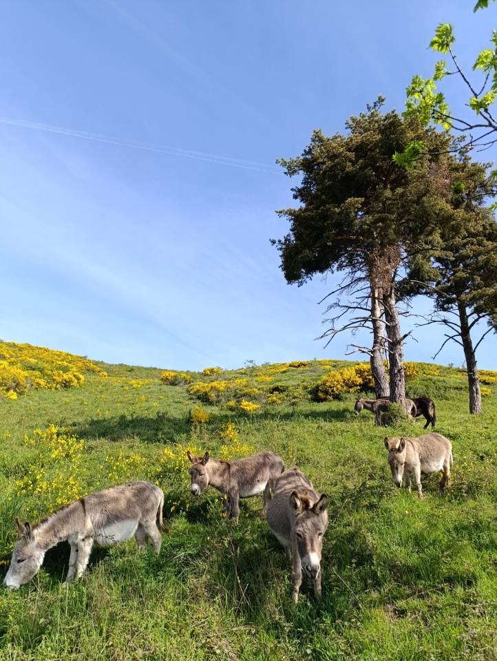 Asno Miniature In vendita 2025 Grigio