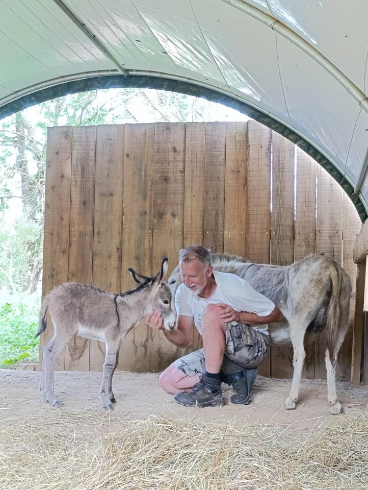 Asno Miniature In vendita 2025 Grigio