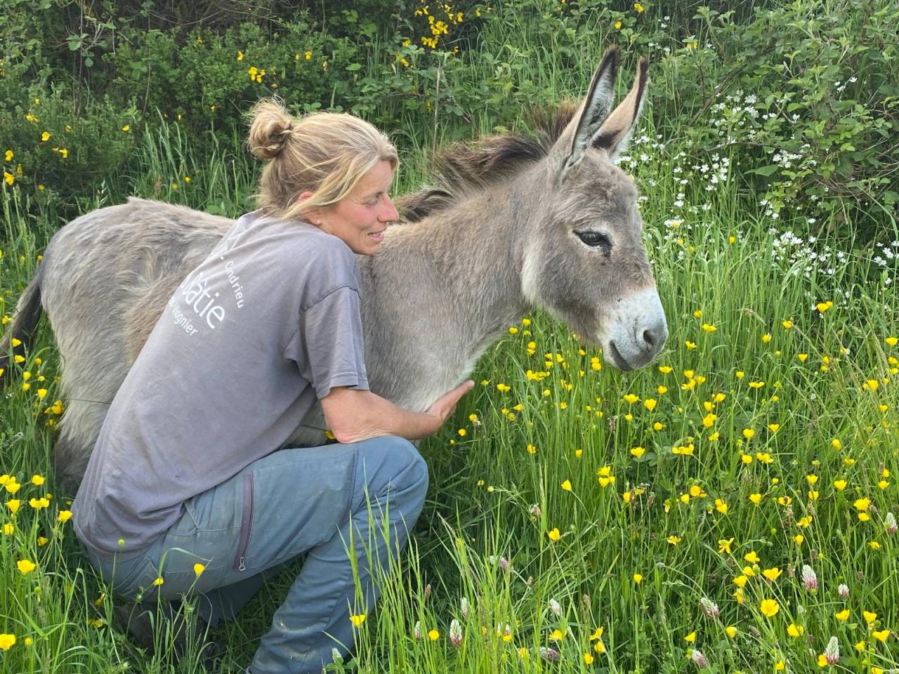 Asno Miniature In vendita 2025 Grigio