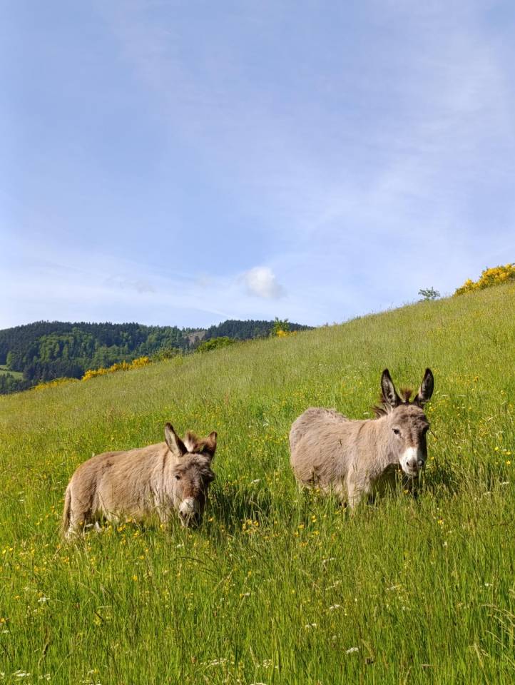 Asno Miniature In vendita 2025 Grigio