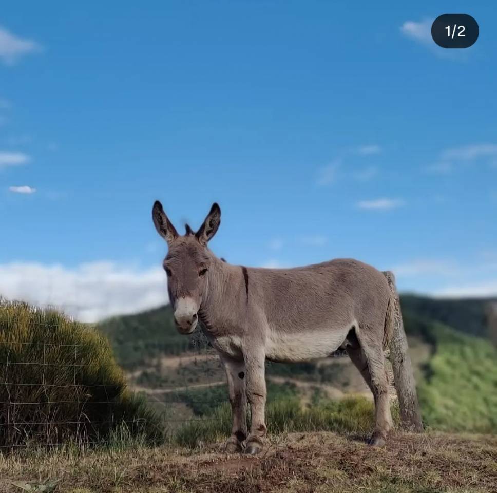 Asno Miniature In vendita 2025 Grigio