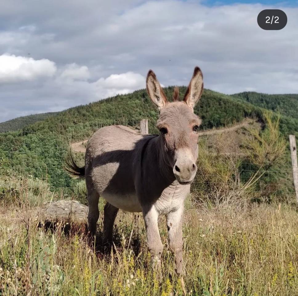 Asno Miniature In vendita 2025 Grigio