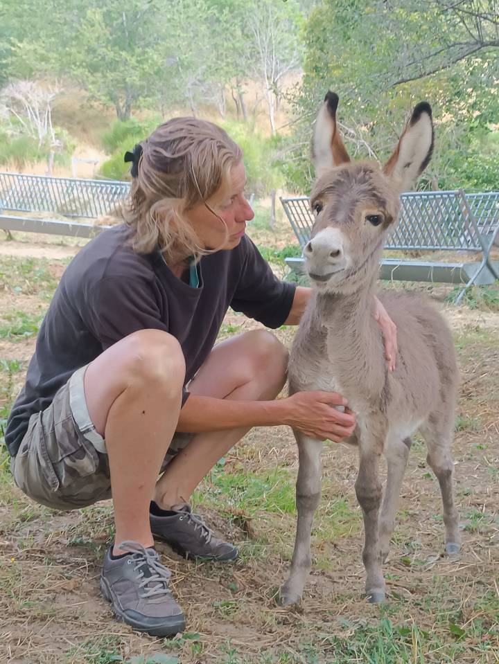 Asno Miniature In vendita 2025 Grigio