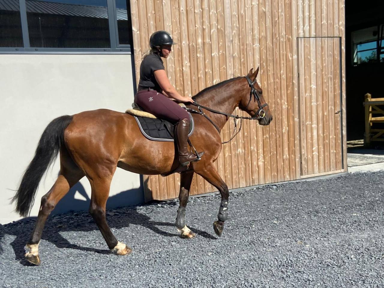 Cavalla Cavallo da Sella Lussemburghese In vendita 2012 Baio scuro ,  CASPER