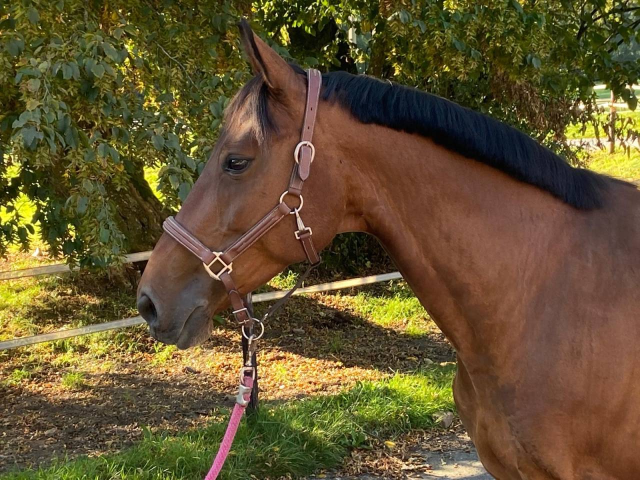 Cavalla Cavallo da Sella Lussemburghese In vendita 2012 Baio scuro ,  CASPER