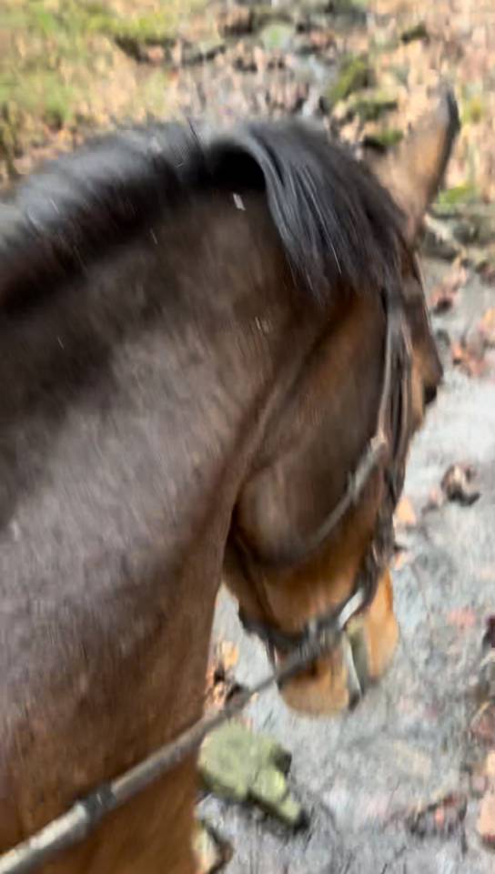 Cavalla Cavallo da Sella Lussemburghese In vendita 2012 Baio scuro ,  CASPER