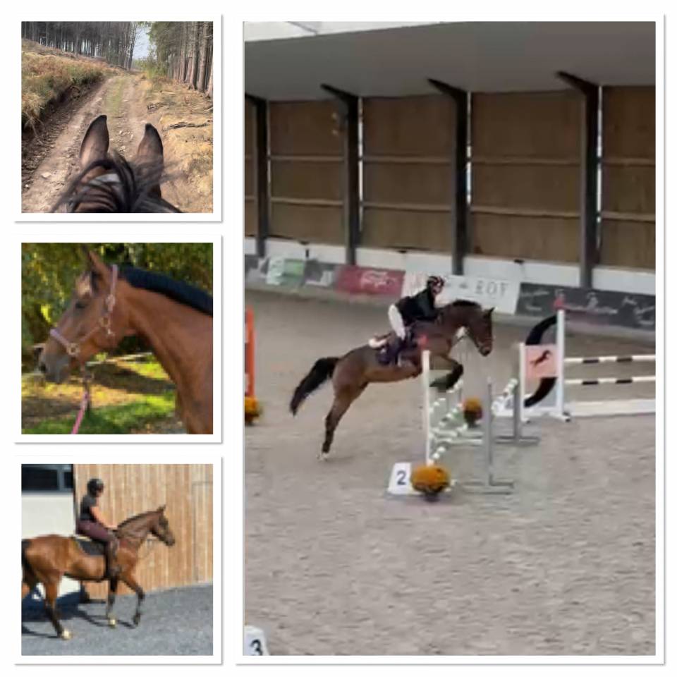 Cavalla Cavallo da Sella Lussemburghese In vendita 2012 Baio scuro ,  CASPER