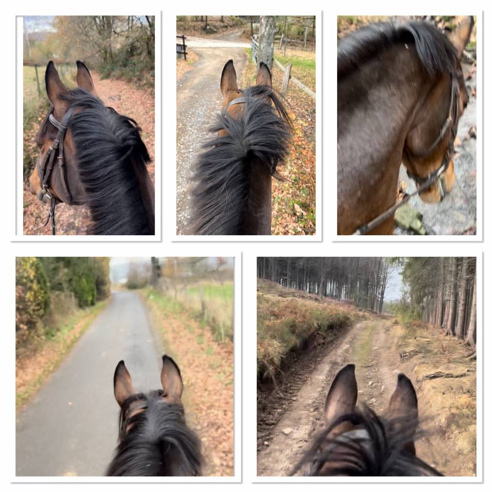 Cavalla Cavallo da Sella Lussemburghese In vendita 2012 Baio scuro ,  CASPER