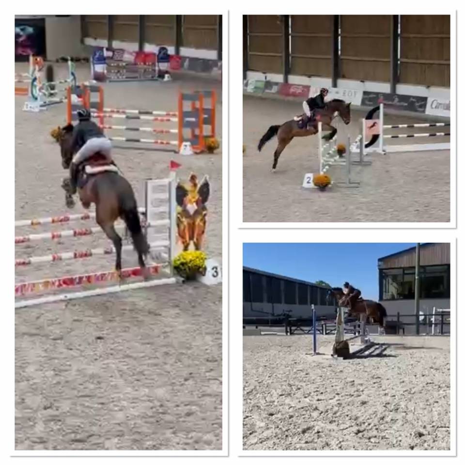 Cavalla Cavallo da Sella Lussemburghese In vendita 2012 Baio scuro ,  CASPER