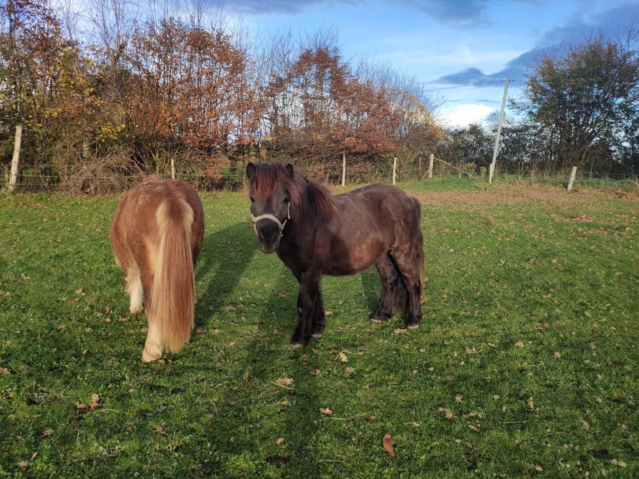 Intero Shetland In vendita 2024 Nero ,  VICKING COMMANDERIE