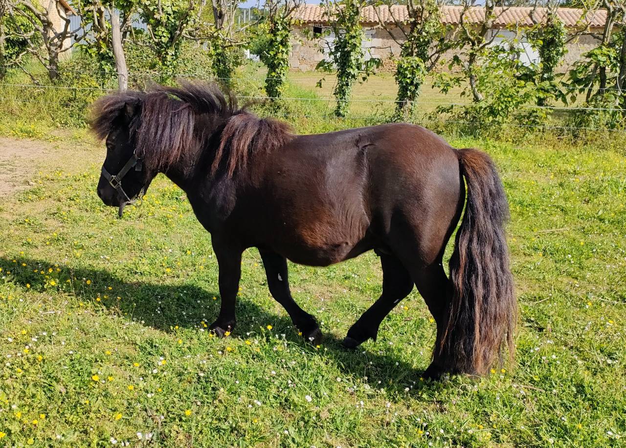 Intero Shetland In vendita 2024 Nero ,  VICKING COMMANDERIE