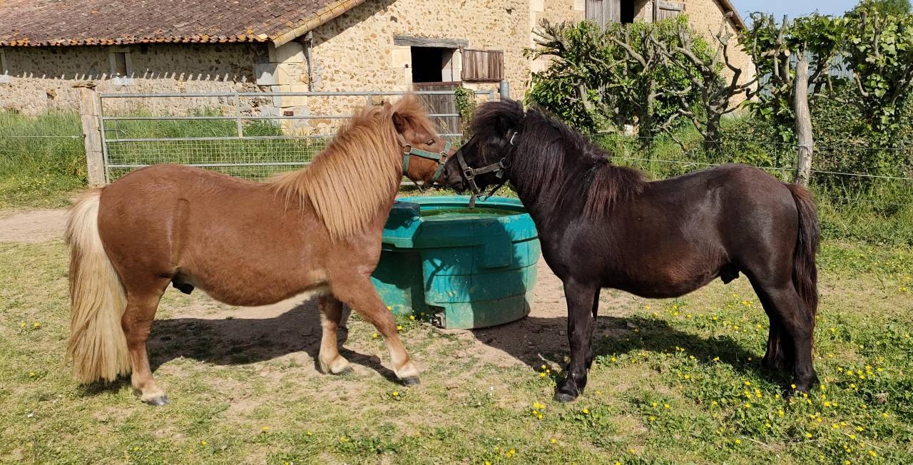 Intero Shetland In vendita 2024 Nero ,  VICKING COMMANDERIE