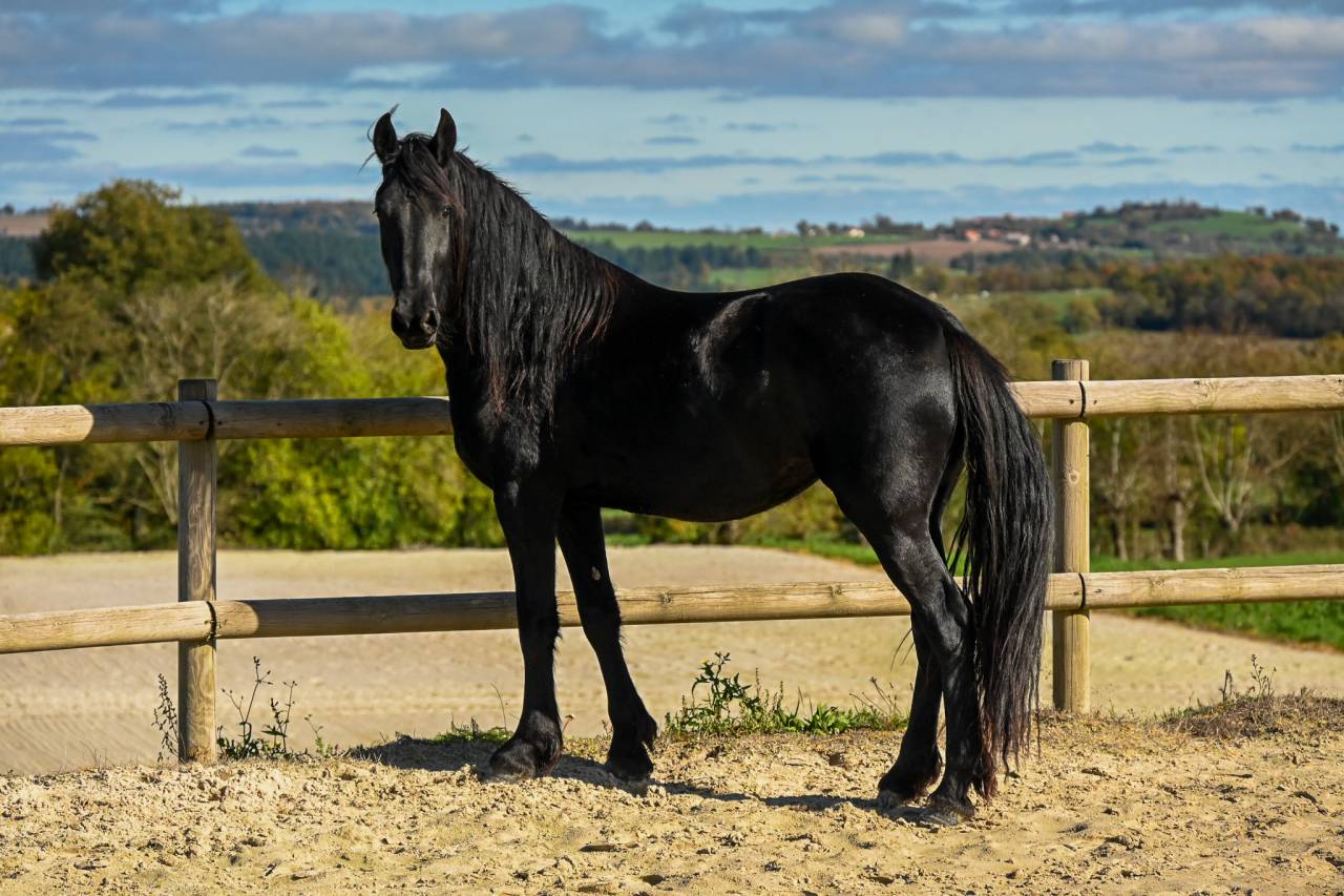 Cavalla Frisone In vendita 2022 Nero
