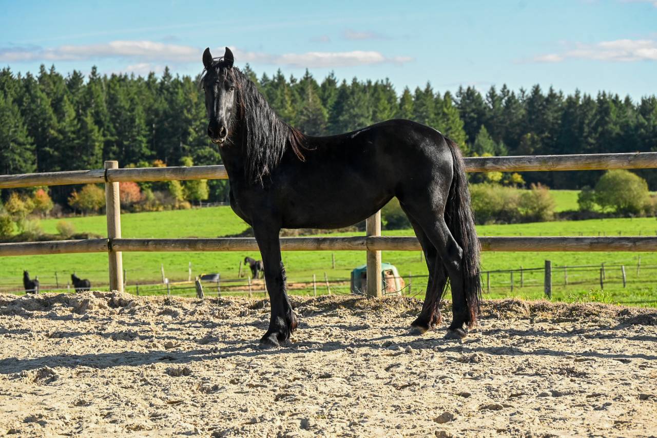 Cavalla Frisone In vendita 2022 Nero