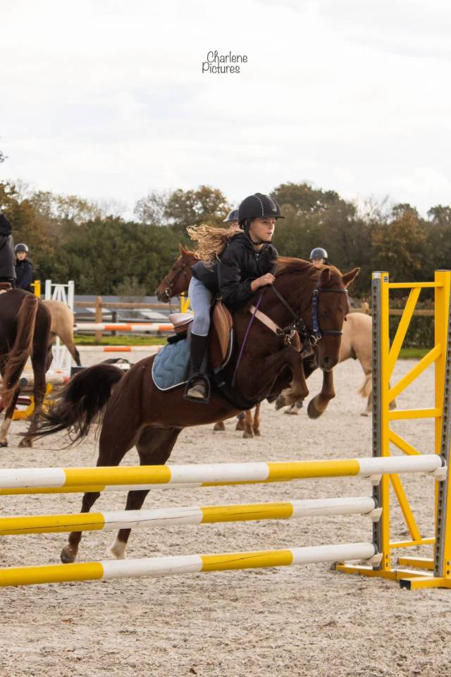 Castrone Origine Non Constatata In vendita 2020 Sauro brulé