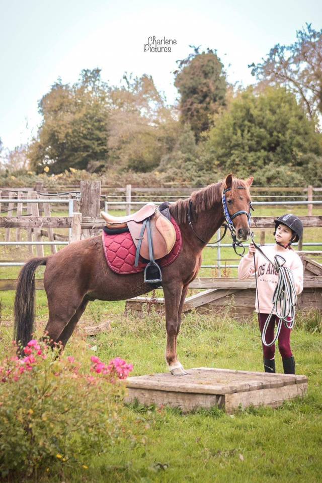 Castrone Origine Non Constatata In vendita 2020 Sauro brulé