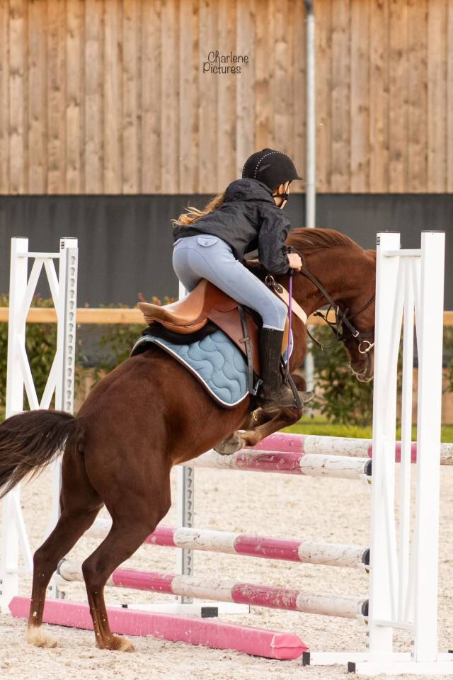 Castrone Origine Non Constatata In vendita 2020 Sauro brulé