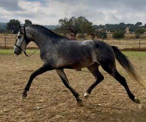 Intero Lusitano In vendita 2022 Grigio