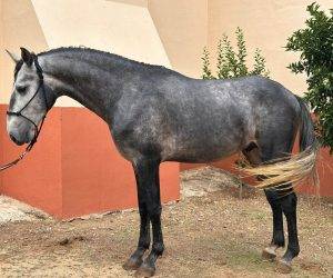 Intero Lusitano In vendita 2022 Grigio