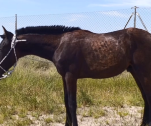 Intero PRE Andaluso In vendita 2024 Nero