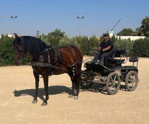 Cavalla PRE Andaluso In vendita 2019 Baio