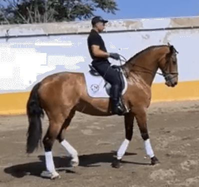 Cavalla PRE Andaluso In vendita 2017 Baio