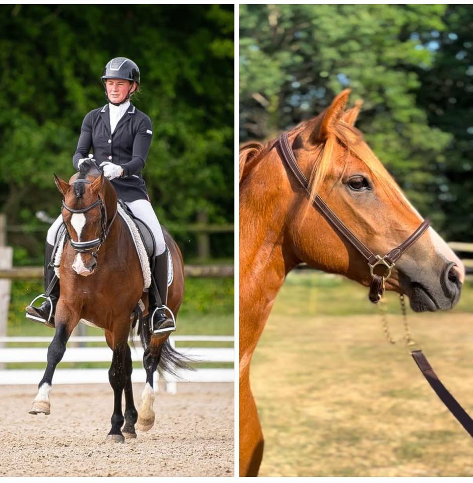 Puledro PFS Pony Francese da Sella In vendita 2025 Altro colore ,  RM Most Beautiful Boy