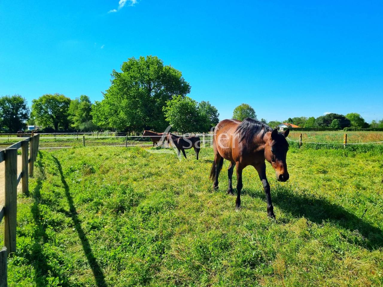 Propriet&agrave; equestre In vendita Tarn-et-Garonne