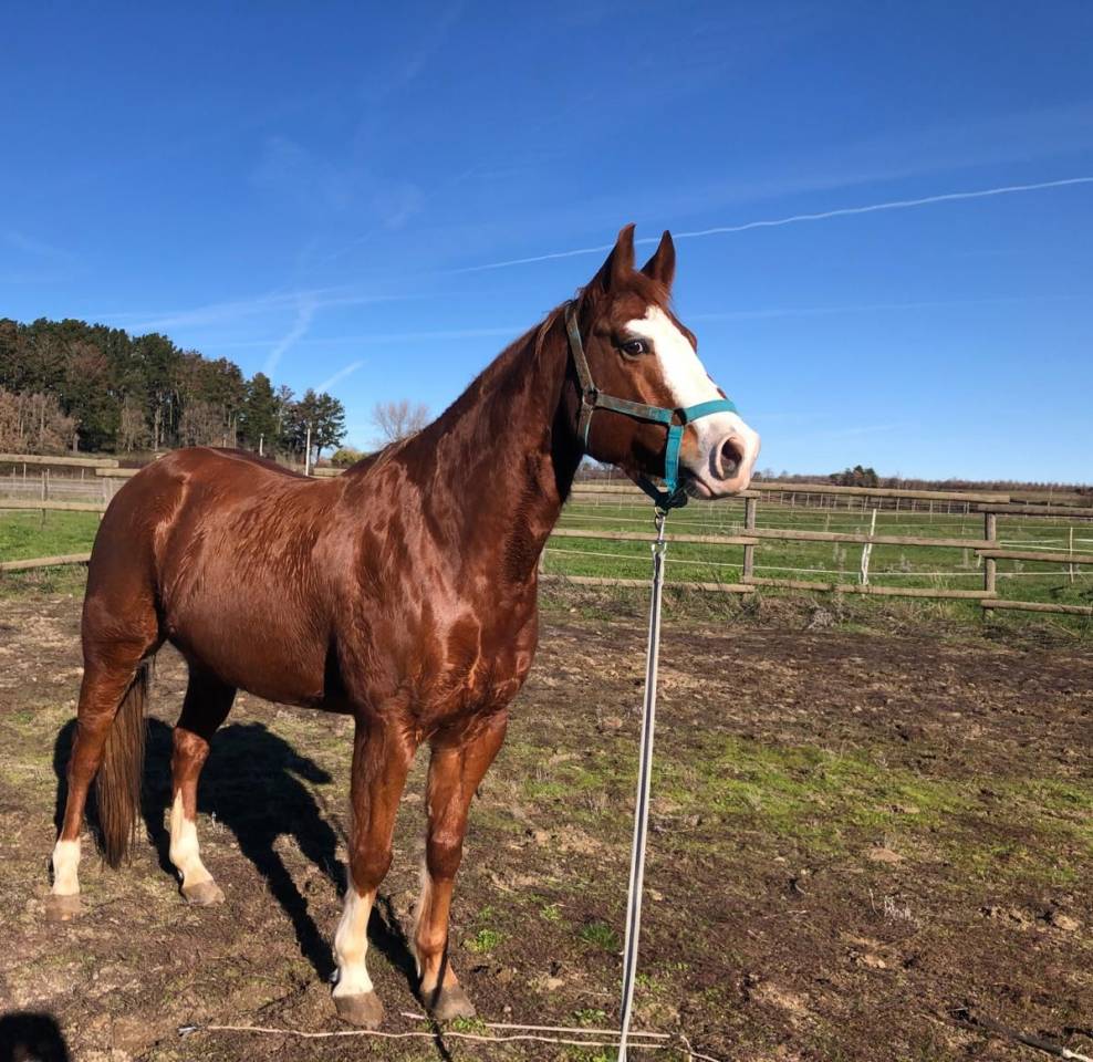 Castrone Quarter Horse In vendita 2015 Sorrel ,  WHIZIN TO THE TOP