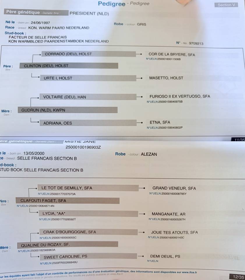 Castrone Sella Francese In vendita 2023 Sauro ,  PRESIDENT