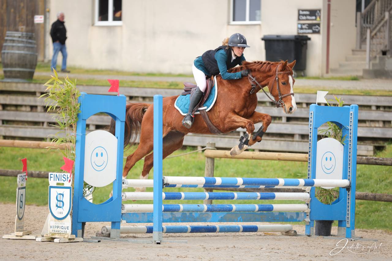 Castrone Sella Francese In vendita 2023 Sauro ,  PRESIDENT