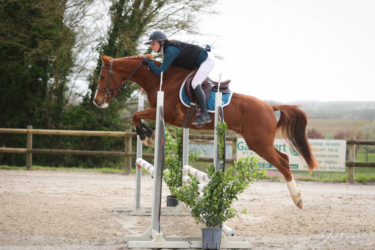 Castrone Sella Francese In vendita 2023 Sauro ,  PRESIDENT