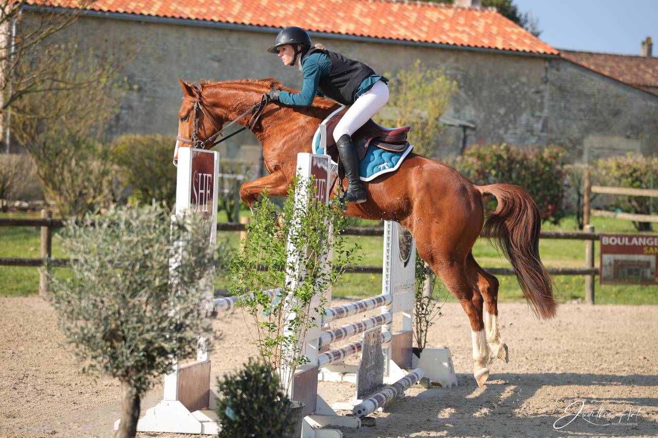 Castrone Sella Francese In vendita 2023 Sauro ,  PRESIDENT